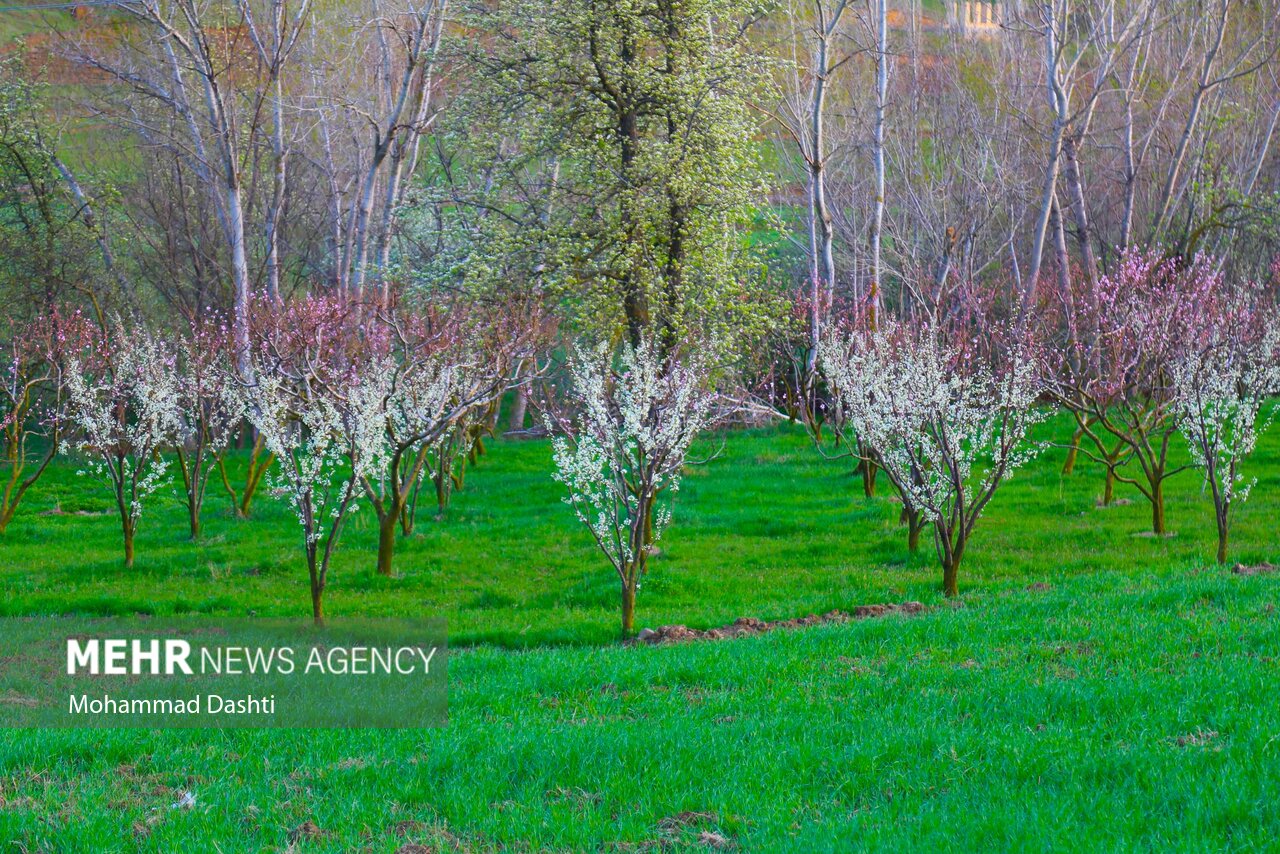 شکوفه های بهاری در شهرستان گرمی استان اردبیل