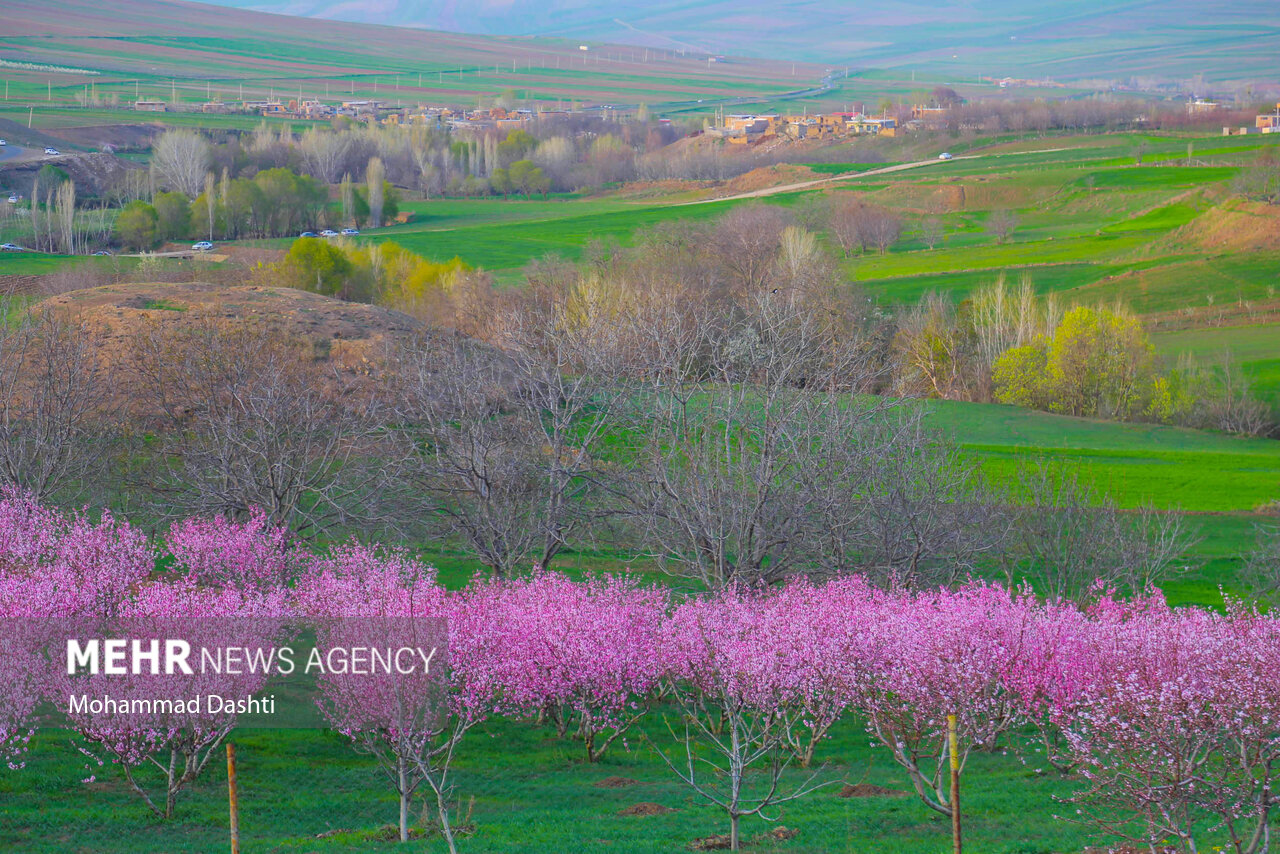 شکوفه های بهاری در شهرستان گرمی استان اردبیل