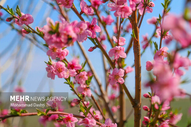 شکوفه های بهاری در شهرستان گرمی استان اردبیل