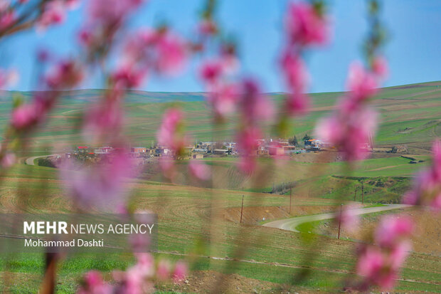 شکوفه های بهاری در شهرستان گرمی استان اردبیل
