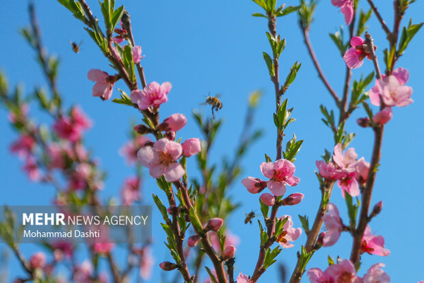 شکوفه های بهاری در شهرستان گرمی استان اردبیل