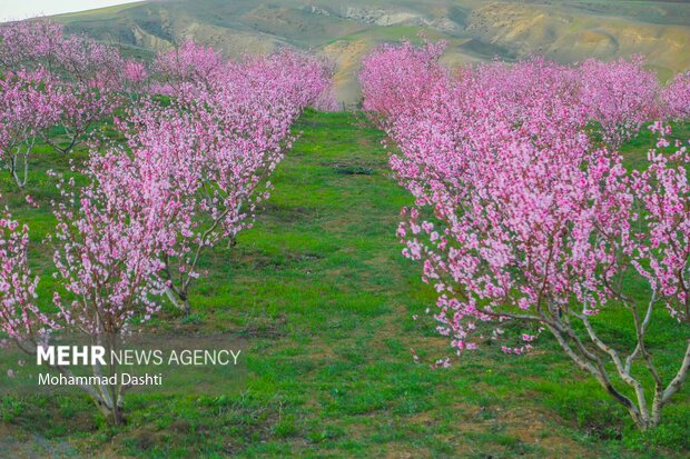 شکوفه های بهاری در شهرستان گرمی استان اردبیل