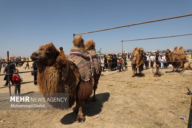 جشنواره کوچ عشایر شاهسون اردبیل