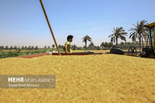 برداشت گندم در خوزستان