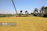 تصاویر / برداشت گندم در خوزستان