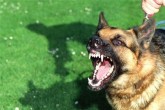 حمله سگ به یک دانش آموز در شهریار