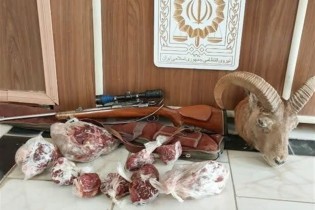 "گوشت‌های شکار ضبط شده از شکارچیان" به مصرف چه کسانی می‌‌رسد؟!