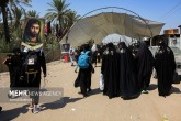 تصاویر / راهپیمایی زوار از حله به کربلا  <img src="/images/picture_icon.gif" width="16" height="13" border="0" align="top">