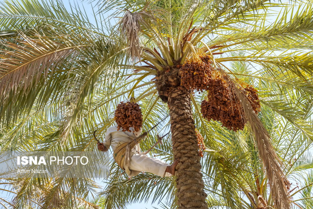 برداشت خرما در شادگان