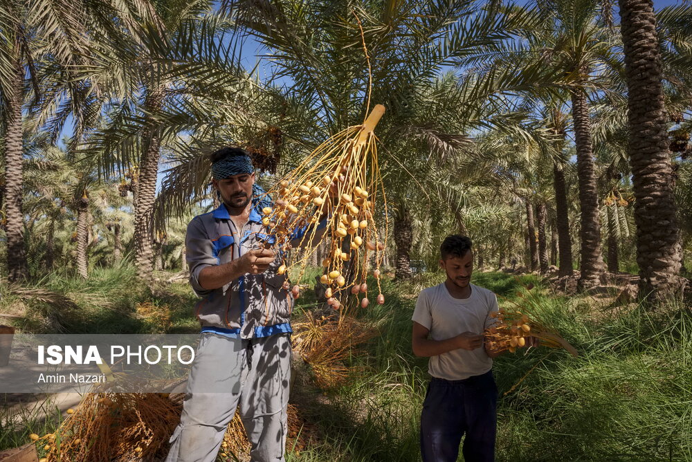 برداشت خرما در شادگان