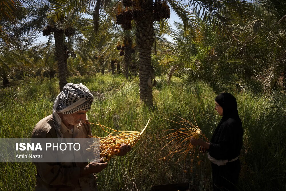 برداشت خرما در شادگان