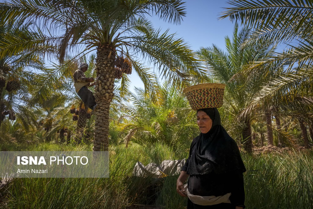 برداشت خرما در شادگان