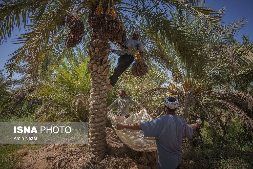 برداشت خرما در شادگان