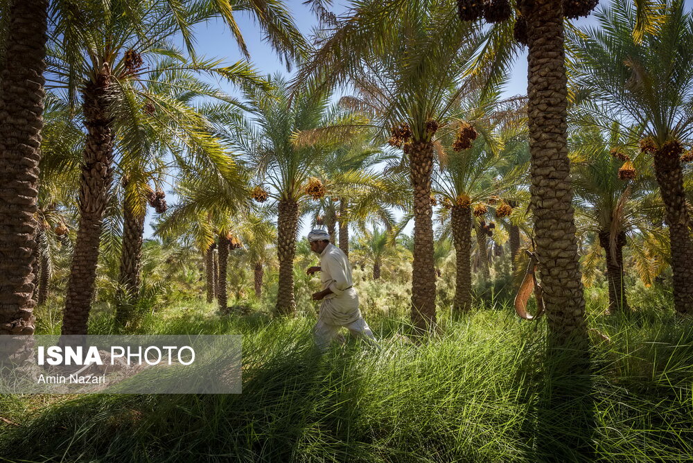 برداشت خرما در شادگان