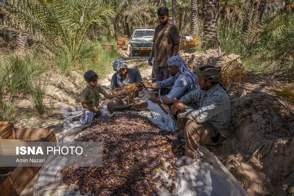 برداشت خرما در شادگان