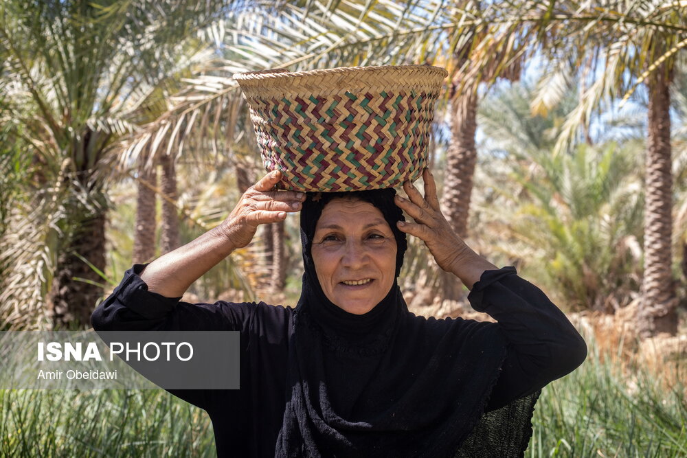 برداشت خرما در شادگان