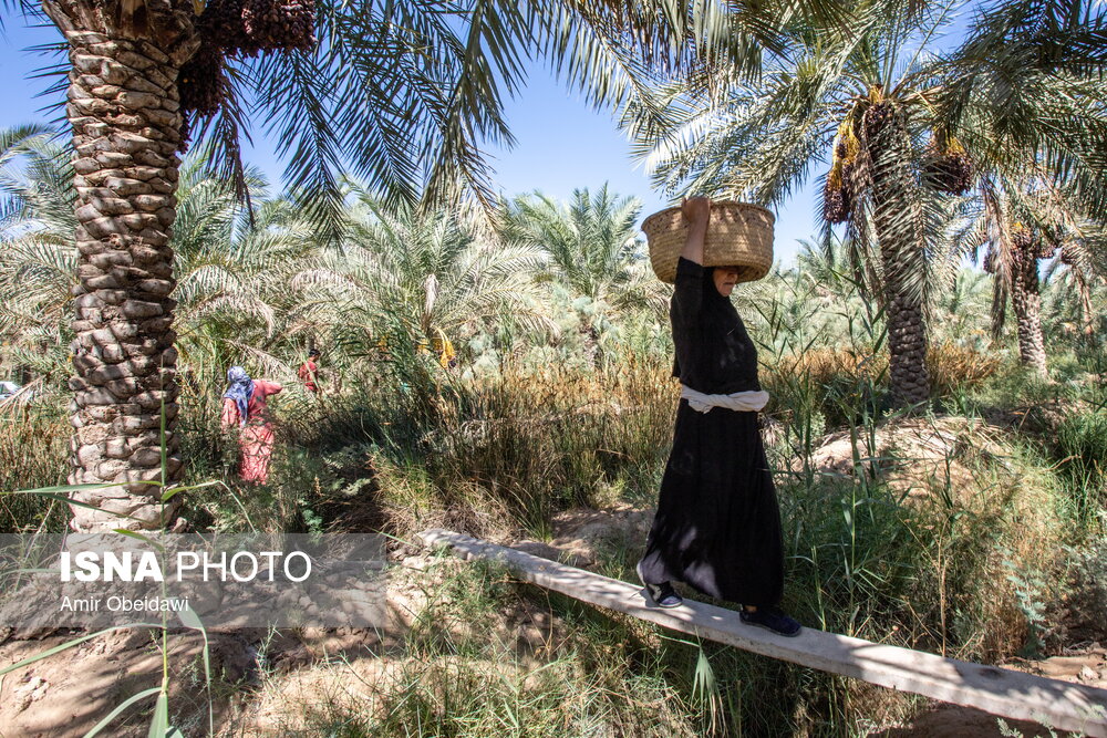 برداشت خرما در شادگان