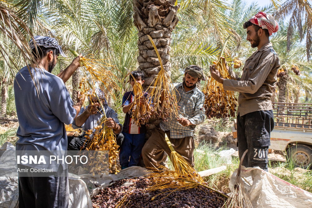 برداشت خرما در شادگان