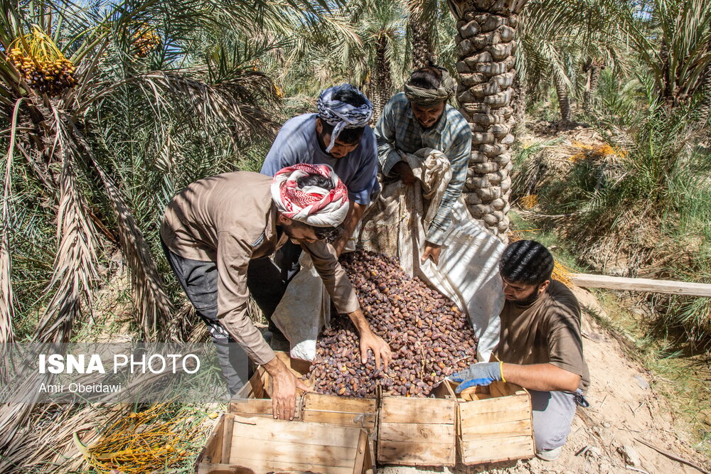 برداشت خرما در شادگان