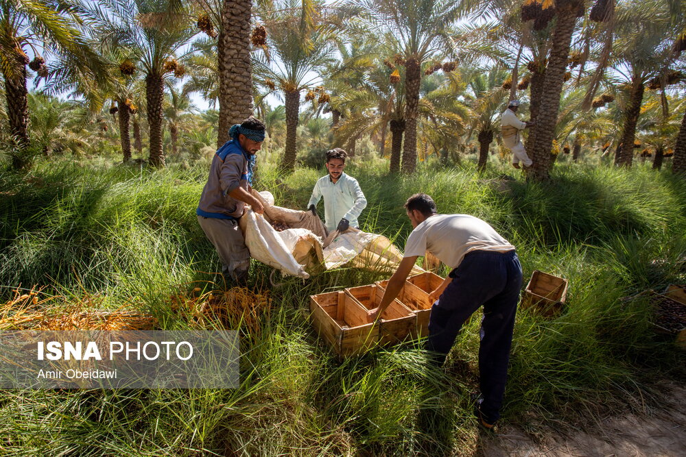 برداشت خرما در شادگان