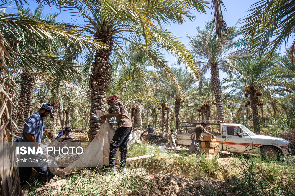 برداشت خرما در شادگان