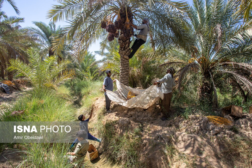 برداشت خرما در شادگان