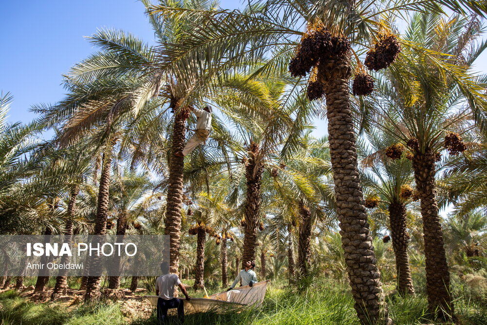 برداشت خرما در شادگان