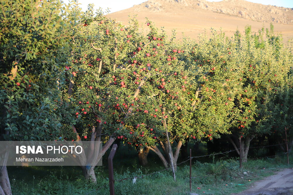 جشنواره میوه و غذا های سالم - اهر