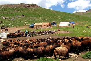 ۲۵ درصد گوشت قرمز کشور را عشایر تولید می‌کنند