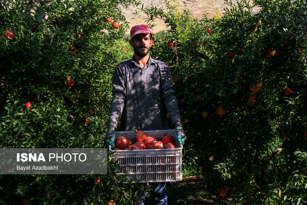 انارستان تنگ سیاب (کوهدشت)