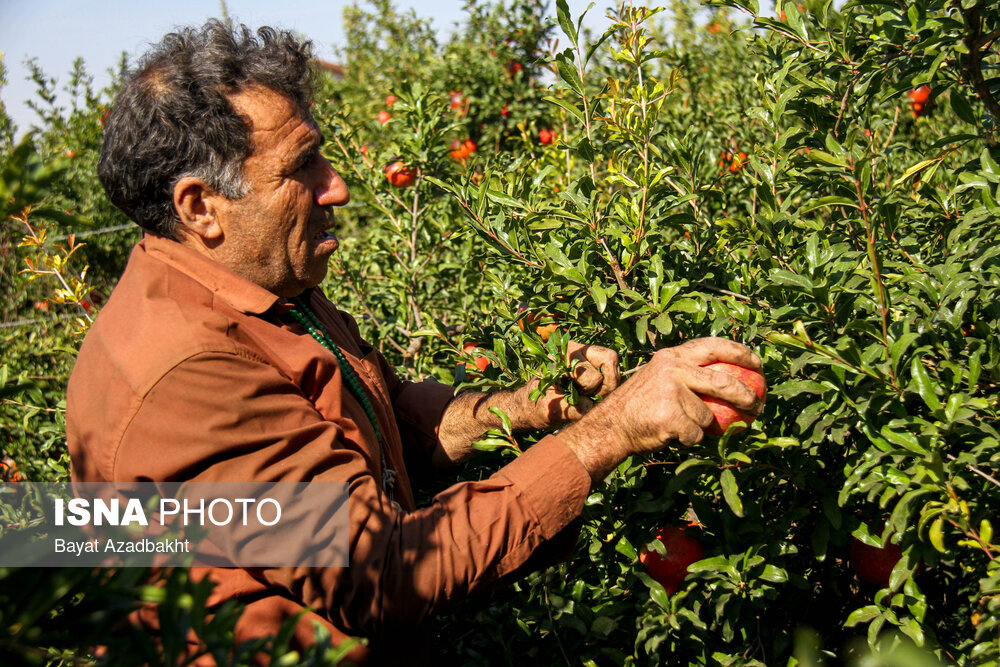 انارستان تنگ سیاب (کوهدشت)