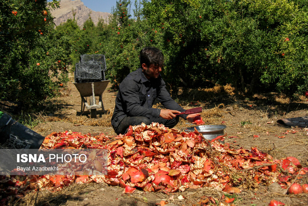 انارستان تنگ سیاب (کوهدشت)