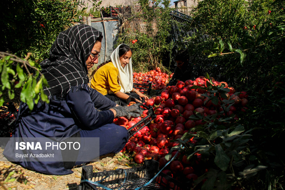 انارستان تنگ سیاب (کوهدشت)