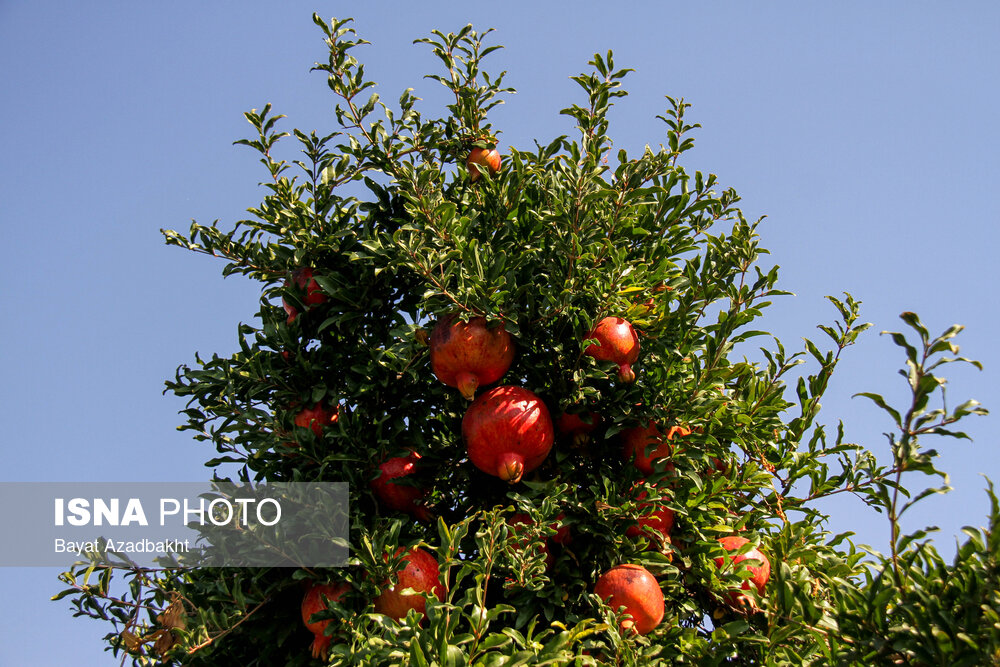 انارستان تنگ سیاب (کوهدشت)