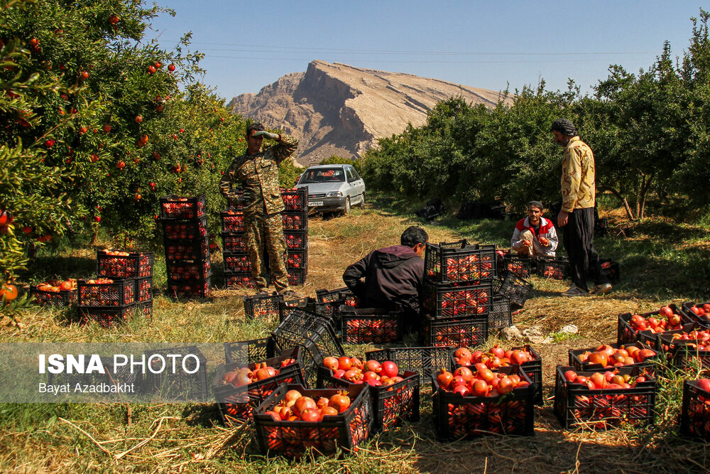 انارستان تنگ سیاب (کوهدشت)