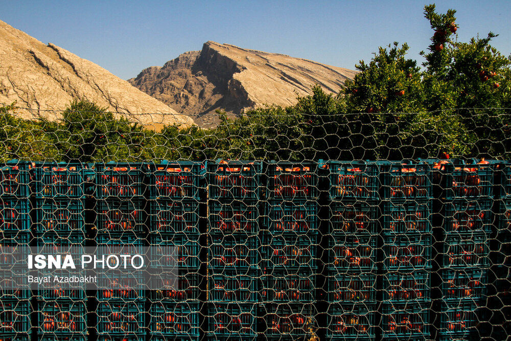 انارستان تنگ سیاب (کوهدشت)