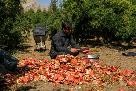 انارستان تنگ سیاب (کوهدشت)