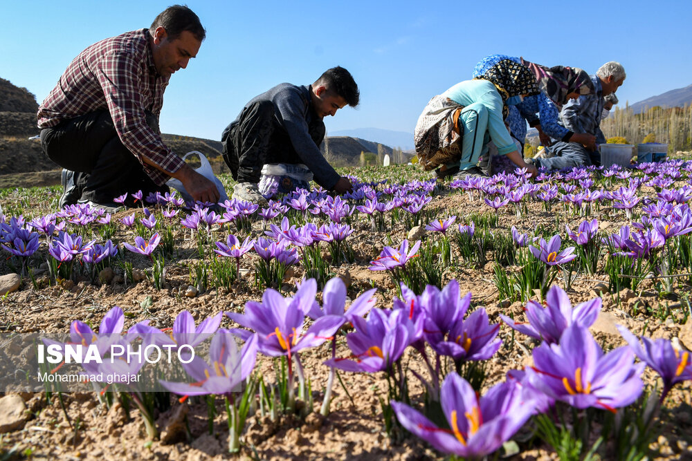 طلای سرخ گلستان