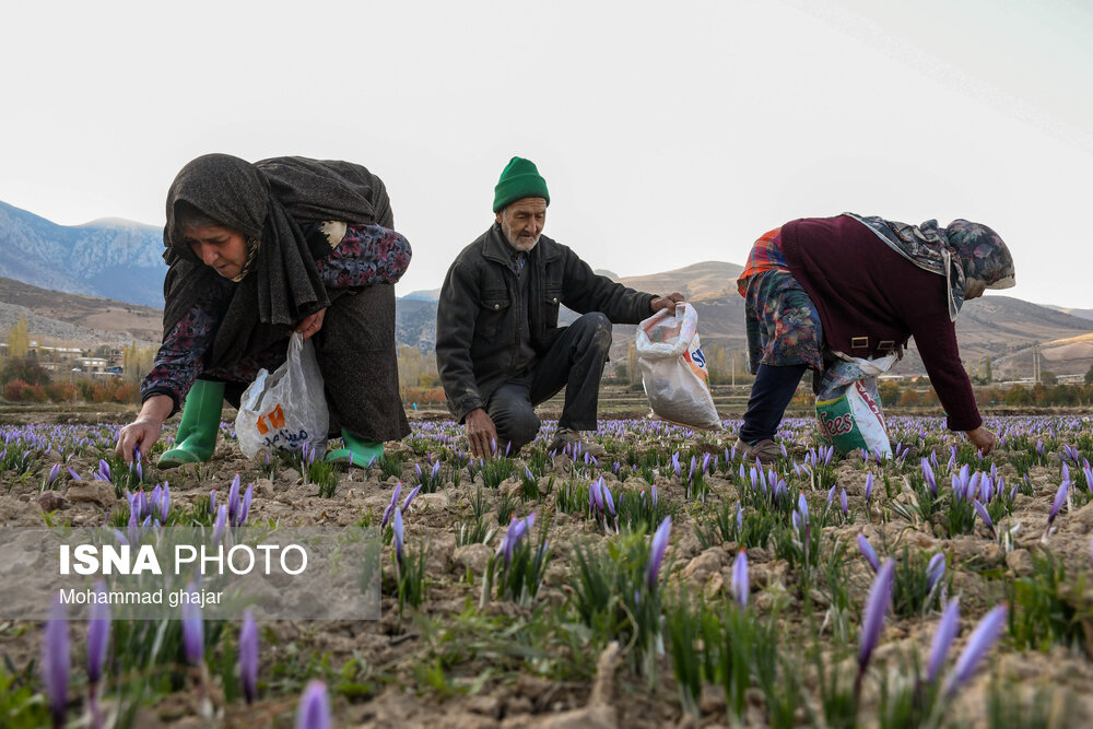 طلای سرخ گلستان