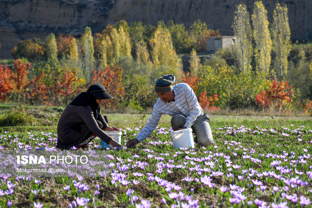 طلای سرخ گلستان