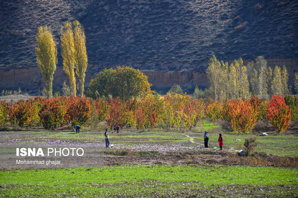 طلای سرخ گلستان