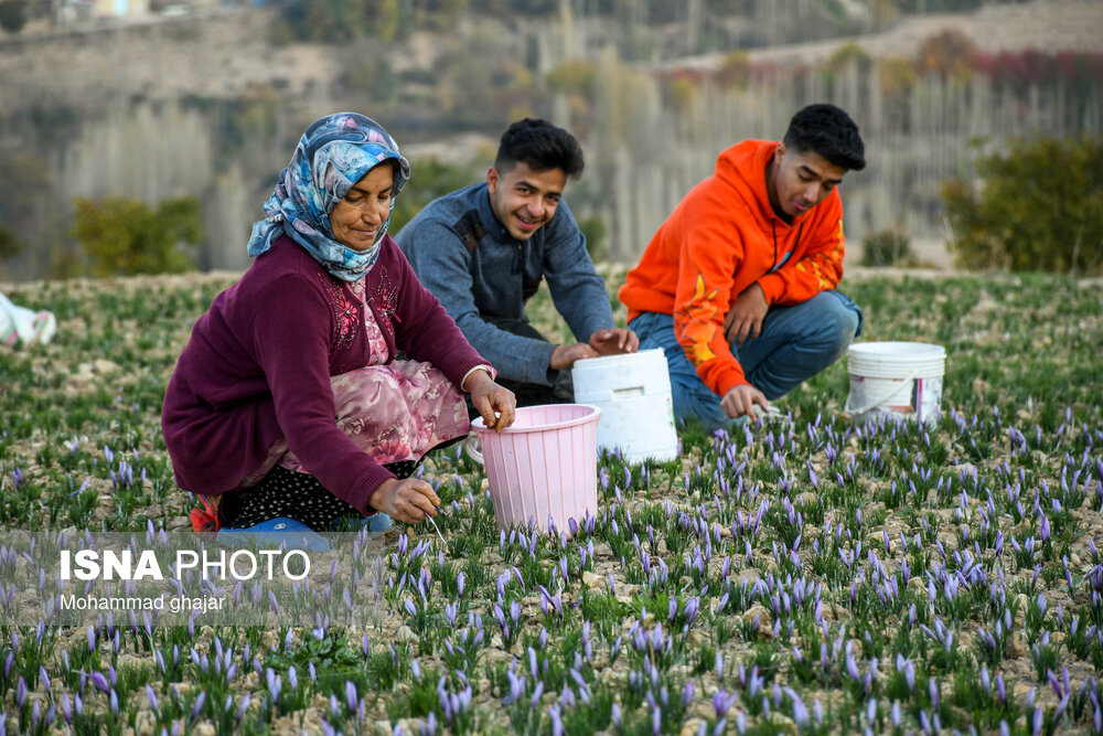 طلای سرخ گلستان