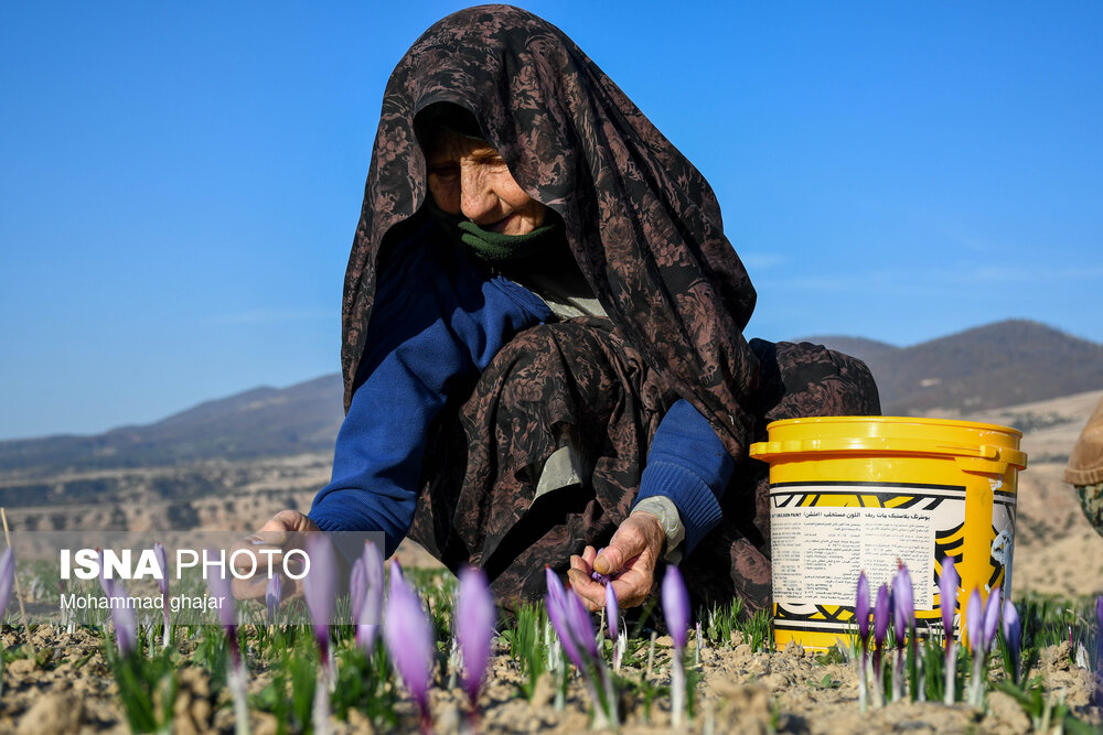 طلای سرخ گلستان