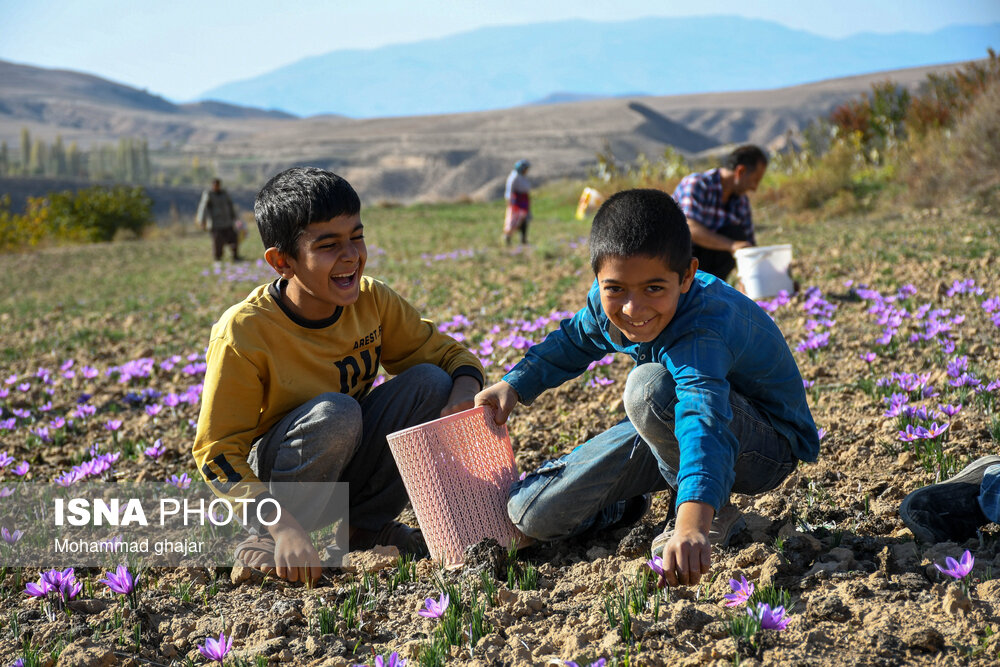 طلای سرخ گلستان