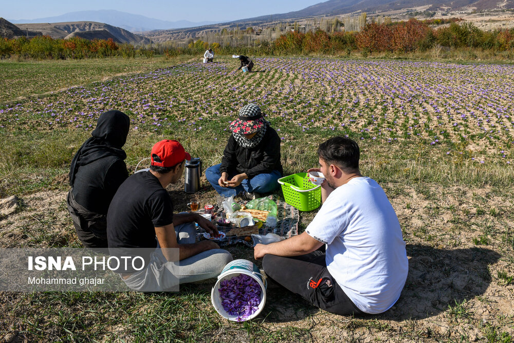 طلای سرخ گلستان