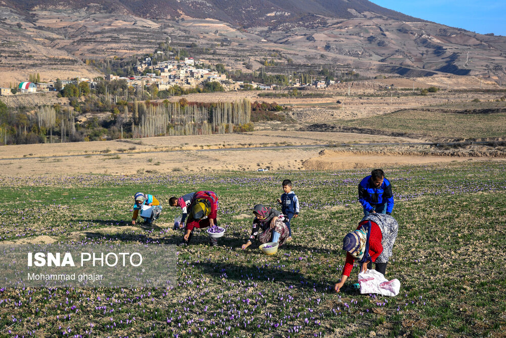 طلای سرخ گلستان