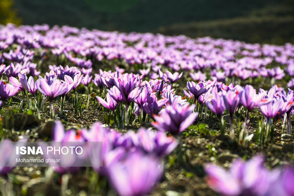 طلای سرخ گلستان