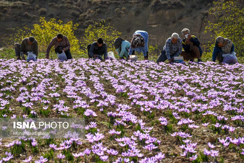 طلای سرخ گلستان