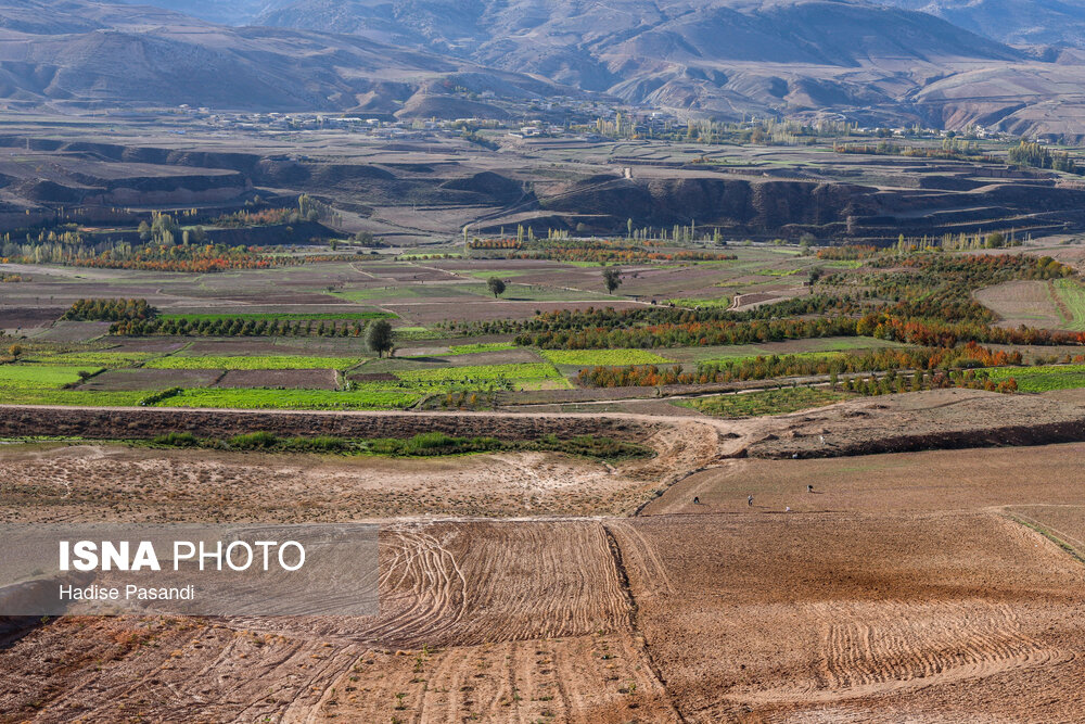 طلای سرخ گلستان