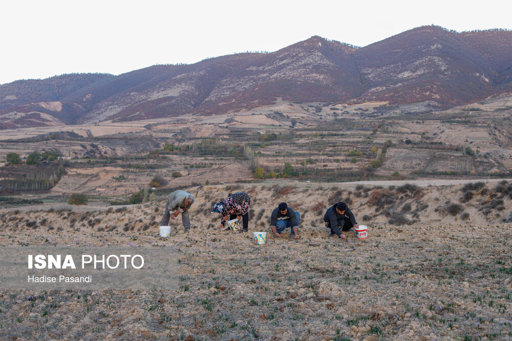 طلای سرخ گلستان